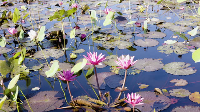 Lotus Flowers In The Pond