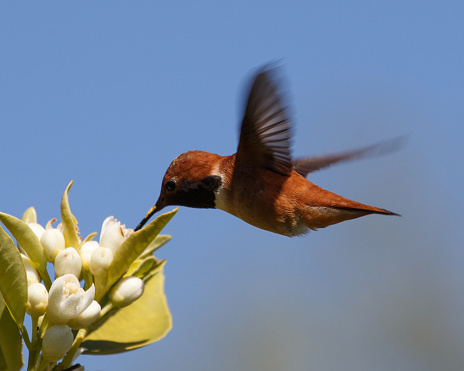 An image of a Rufous hummingbird feeding on an orange blossom flower.