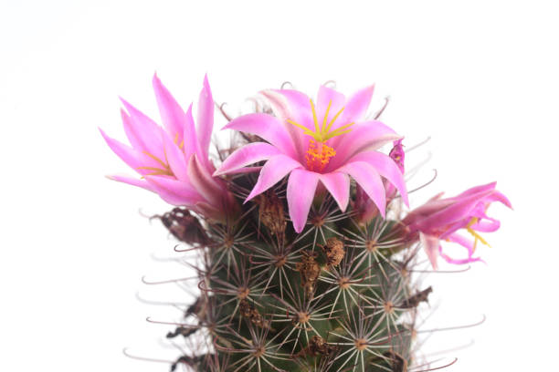 istock Mammillaria beneckei 2147670167