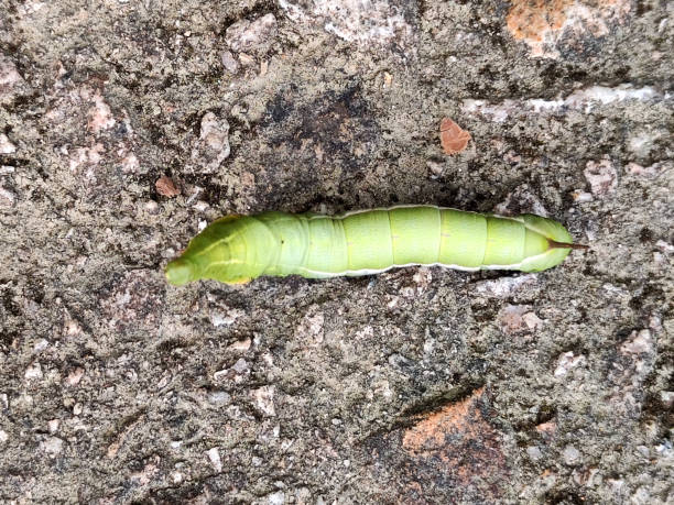 Large African caterpillars