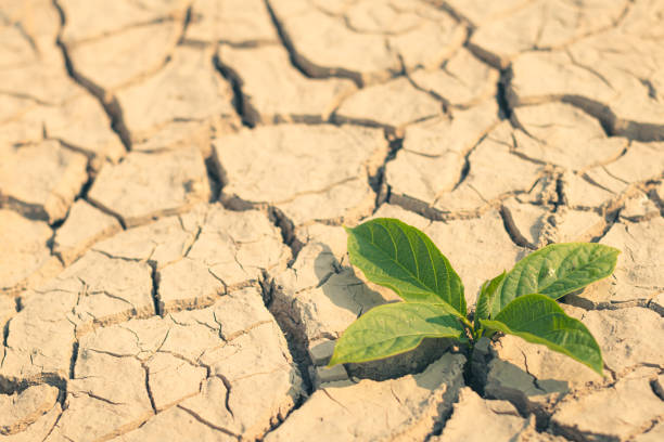 istock Growth of trees in drought crisis, Living with tree drought. 2147670339