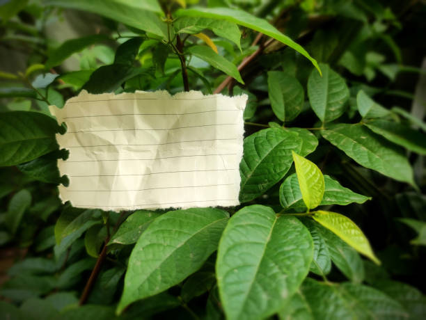 One off white or cream coloured striped lined blank empty crumpled paper label from torn page with copy space placed on a green plant branches full of leaves backdrop