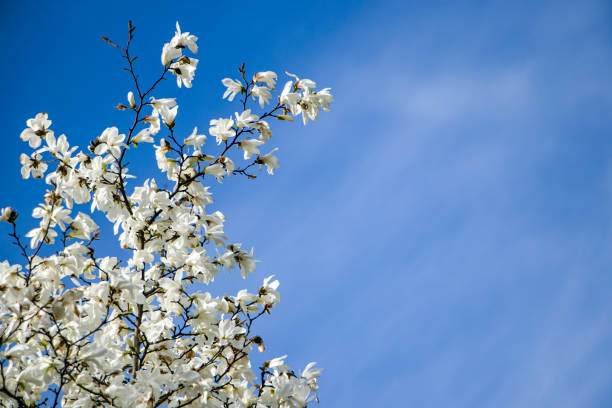 White magnolias and blue sky. Blooming branch of white magnolias against the blue sky.