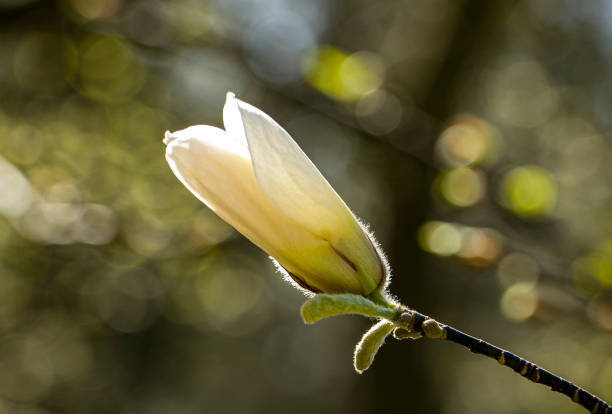 White magnolia flower bud. White magnolia flower.
