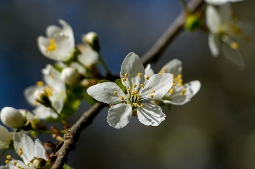 Branch of blooming cherry plum. White cherry plum flowers on a branch in spring. Flowering trees in spring.