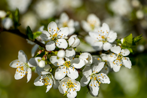 Branch of blooming cherry plum. White cherry plum flowers on a branch in spring. Flowering trees in spring.