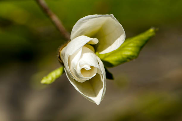 Extreme close-up of Magnolia grandiflora flower.