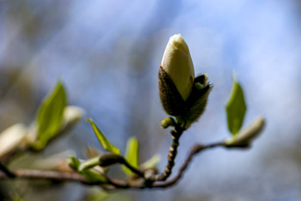 Magnolia flowers blooming in springtime