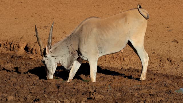 A male eland antelope (Tragelaphus oryx) drinking at a muddy waterhole, Mokala National Park, South Africa