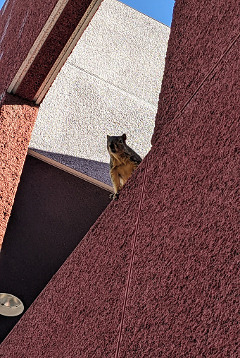 A snapshot of a lone squirrel taking in the view from a walkway of an office building.