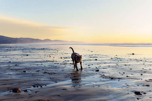 An adorable domestic dog runs around on the beach, playing by itself during sunset while on vacation with it's family in Oregon.