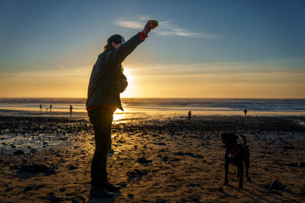 istock A man trains his pet dog to do a trick on the beach 2147671399