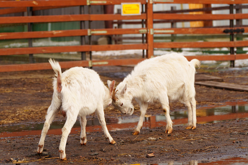 Two goats standing in farm, surrounded by agricultural scenery.