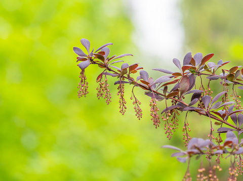 Bush of barberry in the spring with dark red leaves and small flowers. Bnches of bushes with young red-orange leaves. Background image. Berberis, commonly known as barberry.
