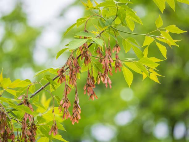 istock Summer branches of maple tree with green leaves and seeds 2147671533