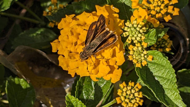istock An Insect on the Flower 2147671566