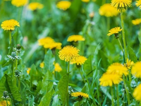 Field of yellow dandelions. Summer field of dandelions. Taraxacum officinale, the common dandelion