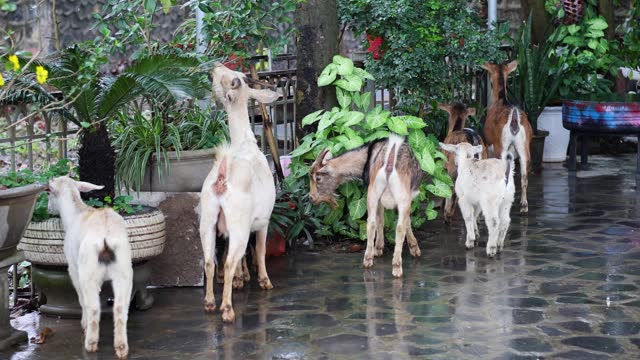 Goats Exploring a Garden Patio