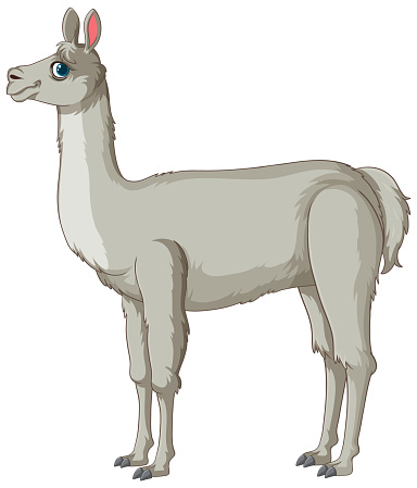 Vector illustration of a single llama in profile.