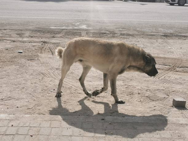 istock A brown dog walking in the parking lot. 2147673934