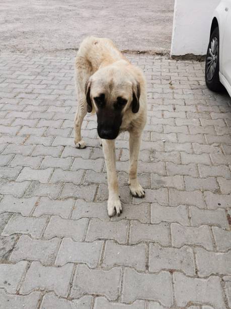 istock A brown dog sitting in the parking lot. 2147674018