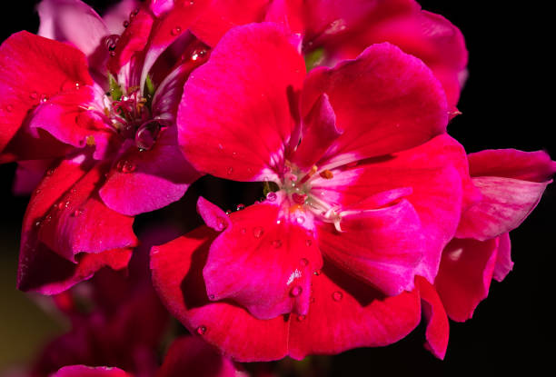 Beautiful blooming red kalanchoe flowers isolated on a black background. Flower heads close-up.