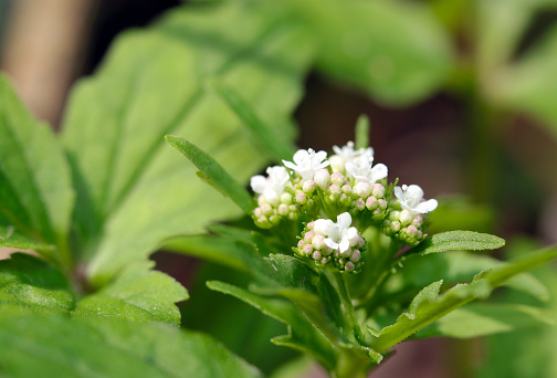 Medicinal herb Kanokoso white flowerhead (Valeriana fauriei. Natural+flash light, macro close-up photography)