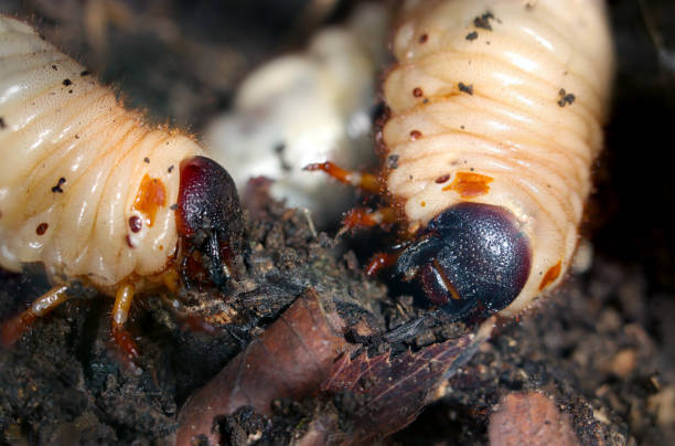 istock Japanese rhinoceros beetle (Kabutomushi) larva grows large in moist, nutritious soil (Natural+flash light, macro close-up photography) 2147674234
