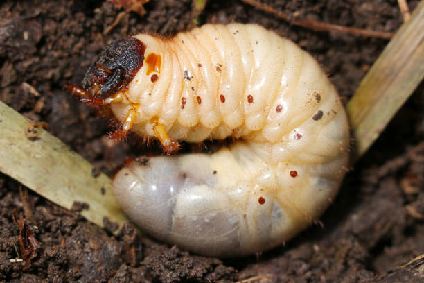 istock Japanese rhinoceros beetle (Kabutomushi) larva (Natural+flash light, macro close-up photography) 2147674296