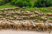 large flock of sheep with digit 5 moving along dusty dirt road in mountains to a pasture