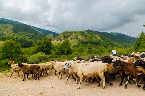 large flock of sheep moving along dusty dirt road in mountains to a pasture at summer day
