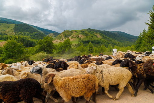 large flock of sheep moving along dusty dirt road in mountains to a pasture at summer day
