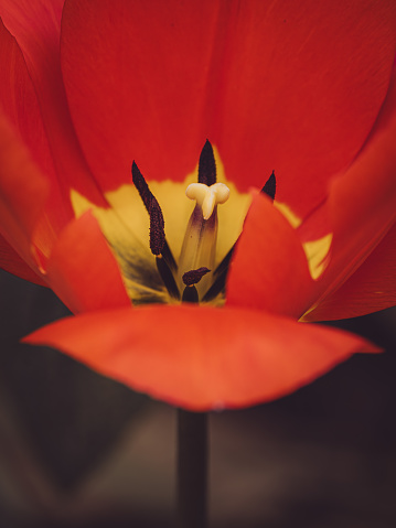 Close up of a red tulip coming into bloom