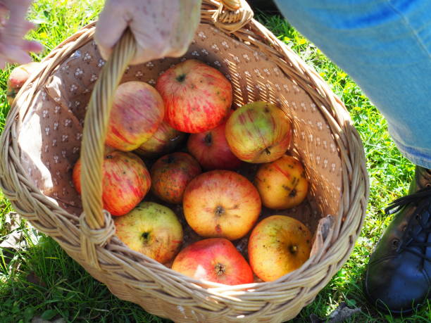 istock Basket full of freshly harvested red apples 2147676425