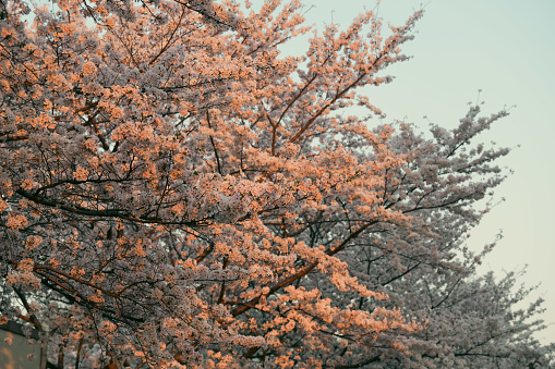 Cherry blossom trees at the corner of Shanghai streetside