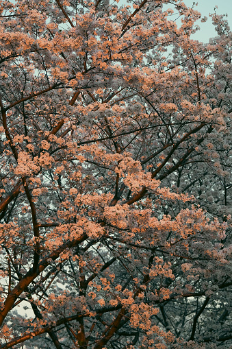 Cherry blossom trees at the corner of Shanghai streetside