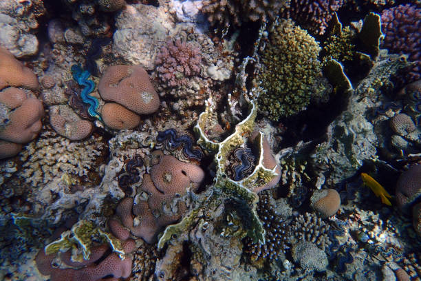 istock coral reef in the Red Sea 2147676699