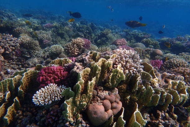 istock coral reef in the Red Sea 2147676700