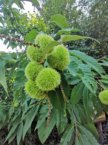 detail of edible chestnut tree as nice natural background