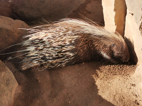 spiny porcupine is sleeeping on the sun