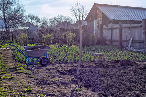 Morning spring time in the village garden in the backyard. The pitchfork is stuck into the soil that has been partially dug up and prepared for planting vegetables. Plantings and household equipment in the background.