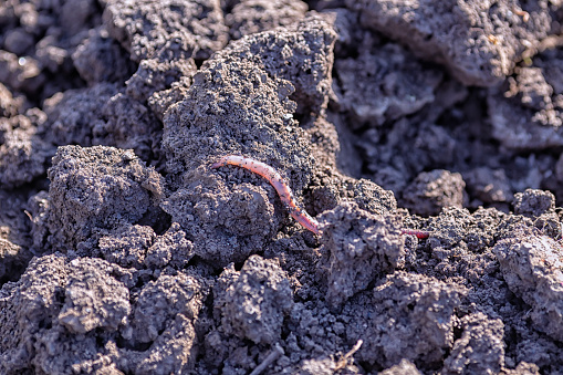 A large and large earthworm crawls away from a pursuer with a camera under the rays of the sun on the ground. Close up macro