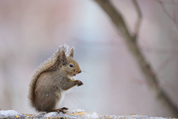 4,200+ Japanese Squirrel Stock Photos, Pictures & Royalty-Free Images