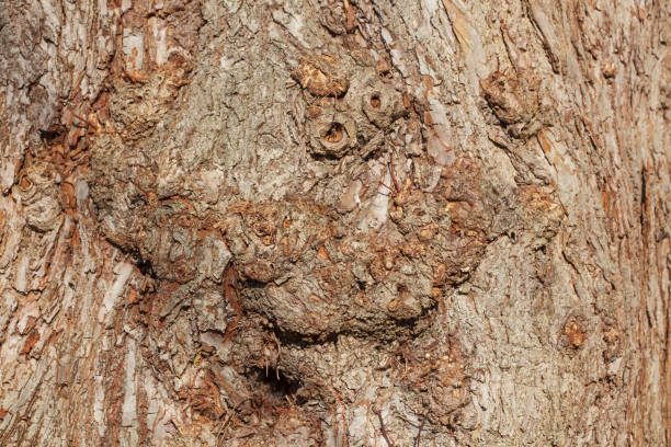 istock Brown tree bark with burls, bark, wood texture, background, Germany, Europe 2147678267