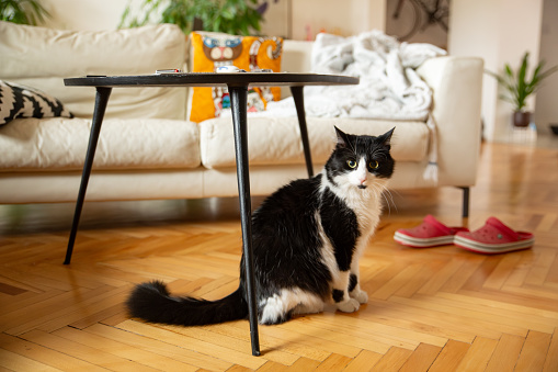 Cute cat at home, sitting under the coffee table, looking at camera