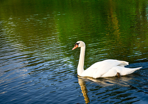 Mute Swan in canal of London
