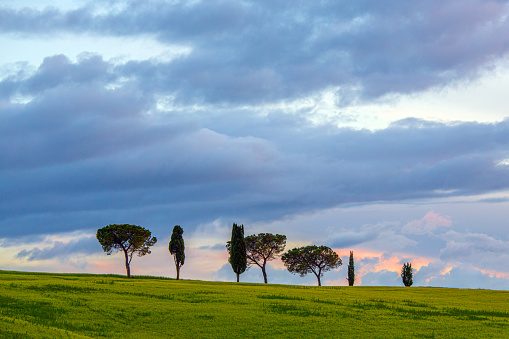 As dusk descends upon the enchanting landscape of Val d'Orcia in Tuscany, Italy, the slender silhouettes of cypress trees stand sentinel against the fading light, their dark forms etched delicately against the vibrant hues of the evening sky.