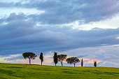 Cypress Trees In Tuscany at dusk - Val d'Orcia, Italy