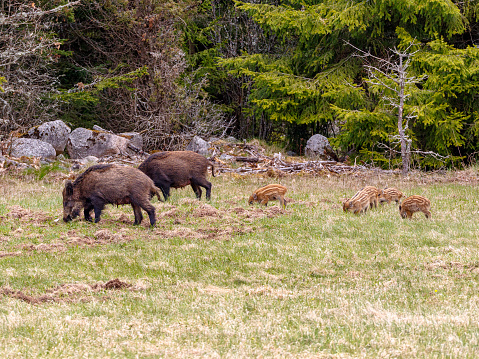 Meadow at the forest edge with Wild boars