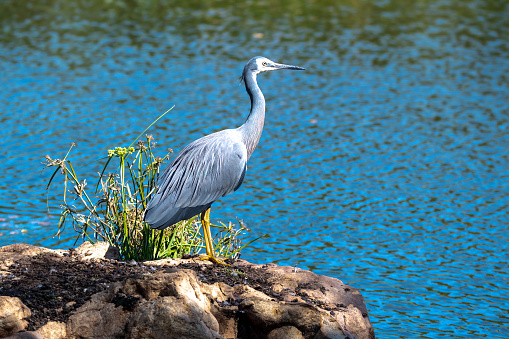 White-faced Heron at Mayfield Garden just out of Oberon in the Central West of NSW, Australia.